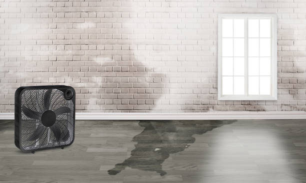 Best Carpet water damage restoration  in Edgewood, IN